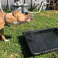 ☀️LAST DAY SALE 50% OFF!!🐦️⛲Compact Solar Bird Fountain Pump – Keep Your Garden Alive!